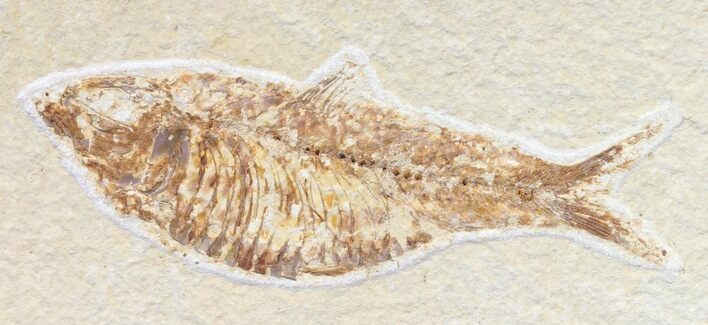Bargain Knightia Fossil Fish - Wyoming #42377